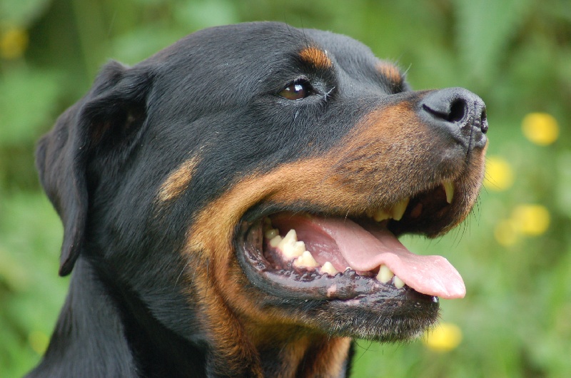 Steff du domaine de maynard